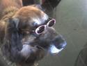 Leonberger Dreyfus 8/3 95 - 6/3 07