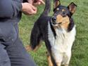 Collie korthåret Cody R.I.P.