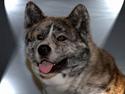Akita inu Sumi * R.I.P *