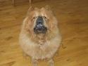 Chow chow tulle "DØD" :'(