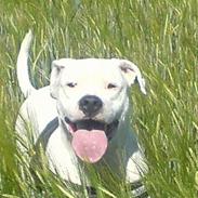 Dogo argentino Diva