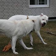 Dogo argentino Diva