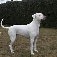 Dogo argentino Diva