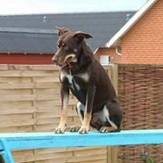 Australsk kelpie Letnetti (GY) Tazz