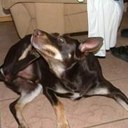 Australsk kelpie Letnetti (GY) Tazz