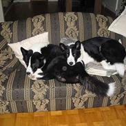 Karelsk bjørnehund Rexo