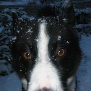 Karelsk bjørnehund Rexo