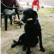 Labrador retriever Sofus R.I.P