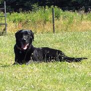 Labrador retriever Sofus R.I.P
