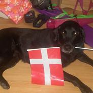 Labrador retriever Sofus R.I.P