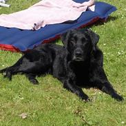 Labrador retriever Sofus R.I.P