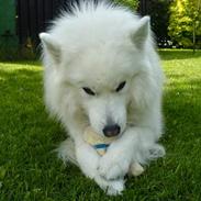 Samojedhund Fuzzy