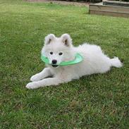 Samojedhund Fuzzy