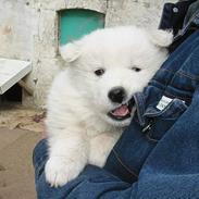 Samojedhund Fuzzy