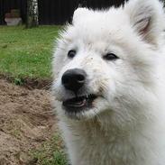 Samojedhund Fuzzy