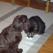 Cocker spaniel Sniffer