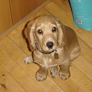 Cocker spaniel Tobi