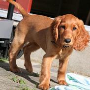 Cocker spaniel Luna <33