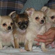 Chihuahua Salsa*Pequeno dreamgirl *(himmelhund)