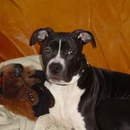 Amerikansk staffordshire terrier tjalfe