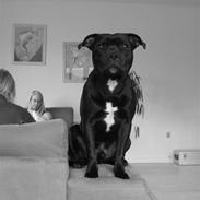 Staffordshire bull terrier Bastian