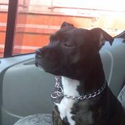 Staffordshire bull terrier kenzo. R.I.P