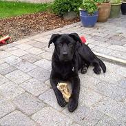 Labrador retriever Bob :)