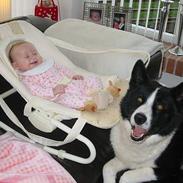 Karelsk bjørnehund Rexo