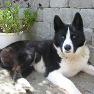Karelsk bjørnehund Rexo