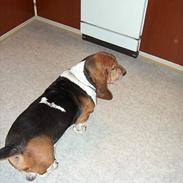Basset hound Ibrahim DØD