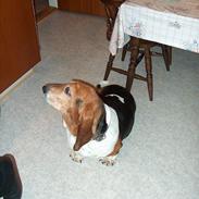 Basset hound Ibrahim DØD