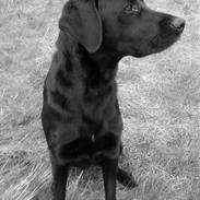 Blanding af racer Kenzo