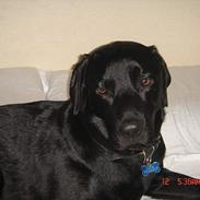 Labrador retriever Jacko