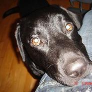 Labrador retriever Jacko