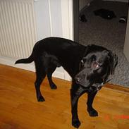 Labrador retriever Jacko