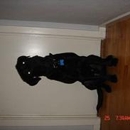 Labrador retriever Jacko