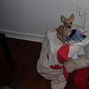 Chihuahua ~ L o u i ~