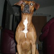 Blanding af racer cæsar. dobbermann/amstaff