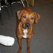 Blanding af racer cæsar. dobbermann/amstaff