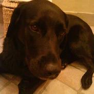 Blanding af racer Kenzo