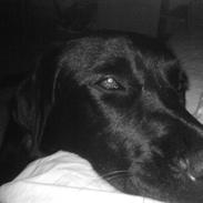 Blanding af racer Kenzo