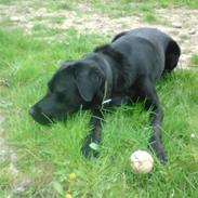 Blanding af racer Kenzo