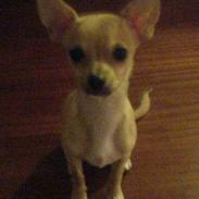 Chihuahua ~ L o u i ~