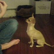 Chihuahua ~ L o u i ~