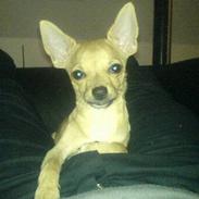 Chihuahua ~ L o u i ~