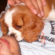 Cavalier king charles spaniel Karla