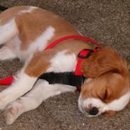 Cavalier king charles spaniel Karla