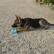 Schæferhund Jen-Ager's Risna