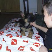 Schæferhund Jen-Ager's Risna