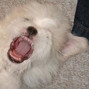 Coton de tulear Dalton